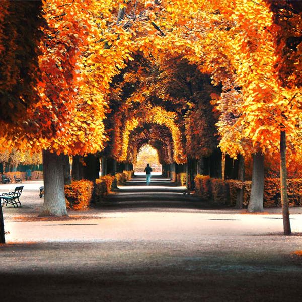autumn-trees-in-the-park